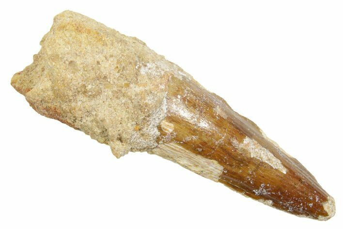 Fossil Spinosaurus Tooth - Real Dinosaur Tooth #363485